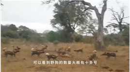一群野狗刚抢了花豹的猎物，又被突然冲出的鬣狗夺了去