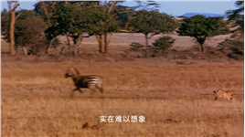 一只鬣狗从五只猎豹口中夺食
