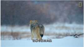 地球上最大的犬科动物，北美灰狼的生存现状，以及与北极熊的较量