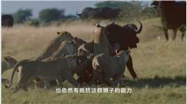 一群水牛正在安抚受伤的同伴，但随着狮群的到来，它被抛弃了1