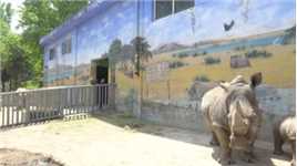 秦岭野生动物园连续两年成功繁育白犀牛