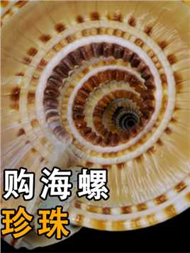 安徽女子网购海螺，却发现天价珍珠，专家：之前卖出上百万