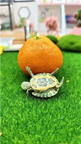 聪明的小乌龟喜欢吃橘子