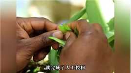 香草荚从种植到收获，竟需要三年的时间，难怪被誉为第二贵香料