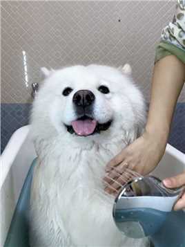 是不是星球上的所有狗狗都不爱洗澡啊？