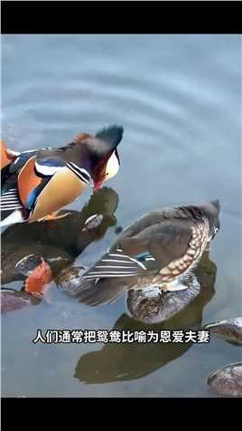 中国最忠贞的鸟，其实很花心！