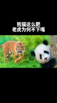熊猫这么肥，老虎为何不下嘴！