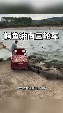 鳄鱼冲向三轮车