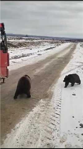 棕熊一家不是狩猎，现在靠乞讨为生