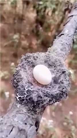 林鸱是最懒的鸟，连窝都不搭，直接下蛋在树技上