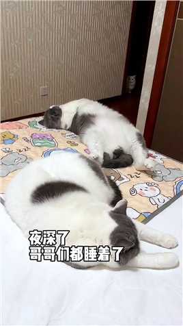 猫：如果可以，我想睡在哥哥们旁边……#我镜头下的小猫#心思全写在脸上的猫 #如果能听到猫猫的心声
