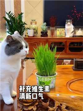 春天给猫咪排毛很重要！能亲手种猫草的，就别买化毛膏啦……#新手养猫 #猫吃草#猫草