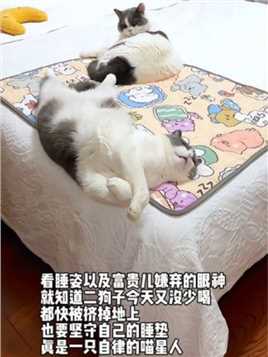 那么大的床不去睡，非要挤在一张睡垫上，真是一只自律的喵星人……#我镜头下的小猫 #铲屎官的乐趣