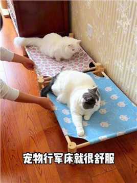 千万不要因为夏天热，就让猫猫睡地板……这种透气的行军床真的很舒服，四季可用哦～#萌宠好物 #我镜头下的小猫