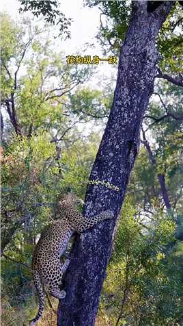为了不被其他动物打劫，聪明的花豹将食物藏到了树上花豹动物世界
