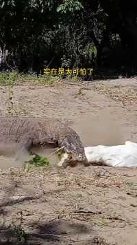 科莫多巨蜥袭击山羊科莫多动物世界