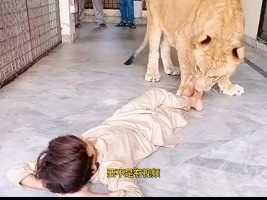 男孩居然在狮子的地盘上睡觉动物世界狮子