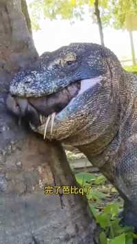 科莫多巨蜥被野猪噎死了科莫多巨蜥动物世界