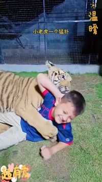 老虎与男孩朝夕相处，建立了深厚的友谊老虎动物世界