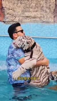 老虎对水有恐惧，它紧紧抱住饲养员不撒手老虎动物世界