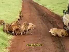 落单的母狮被一群鬣狗围攻，母狮最终还能活下来吗？狮子动物世界