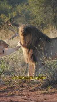 脾气火爆的母狮欺负雄狮狮子动物世界