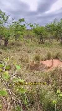 花豹捕获一只小疣猪，鬣狗就来打劫了，幸好机智的花豹爬到了树上鬣狗与花豹动物世界