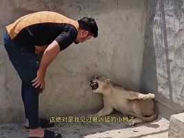 太可怕了，凶猛的小狮子不断朝饲养员挥舞着利爪狮子动物世界
