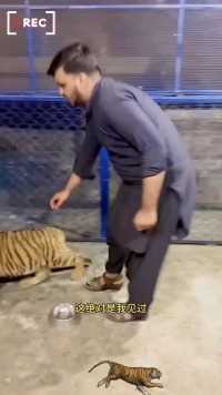 太可怕了，小老虎一个猛扑，朝饲养员挥舞着利爪老虎动物世界