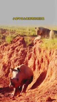 母狮潜伏在高处，等待最佳时机捕猎小犀牛犀牛vs狮子动物世界