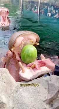 河马吃西瓜一口爆汁河马动物世界