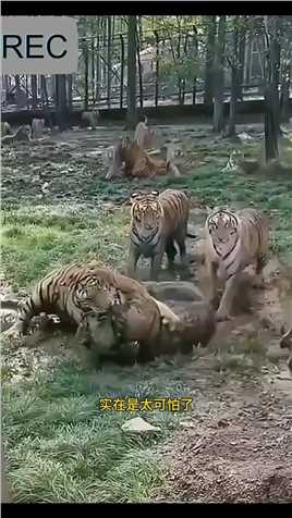 两只老虎干架，结果不可思议的一幕发生了老虎动物世界