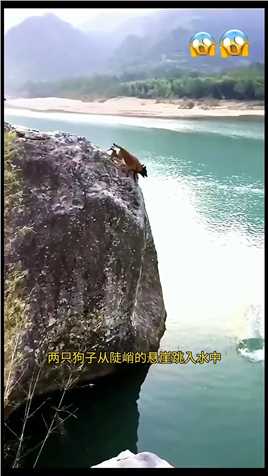 两只狗子从陡峭的悬崖跳入水中，结果水里突然窜出神秘生物狗子动物世界
