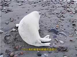 一只警惕的小海豹不希望人们靠得太近海豹动物世界