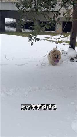 狗第一次玩雪，暂停的每一帧都是惊喜……