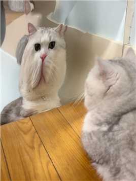 但小猫咪第一次照哈哈镜！
