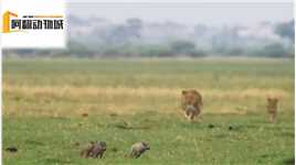 疣猪带着三只宝宝遛弯，不巧被两只母狮发现了，疣猪宝宝芭比Q了#动物世界#动物世界精彩解说#疣猪与狮子