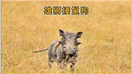 落单的鬣狗，被雄狮一顿胖揍#野生动物零距离#动物世界##奇妙的动物