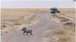 疣猪在狮驼岭遭遇了袭击#野生动物零距离#