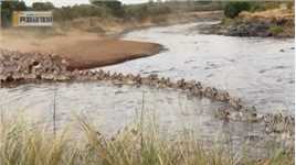 十几条鳄鱼目送斑马群过河#野生动物零距离