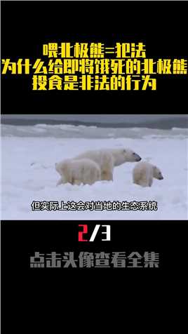 喂北极熊=犯法？为什么给即将饿死的北极熊投食，是非法的行为？北极熊动物保护动物科普31831697688583698