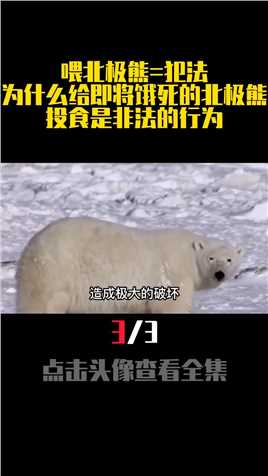喂北极熊=犯法？为什么给即将饿死的北极熊投食，是非法的行为？北极熊动物保护动物科普26321697688588920