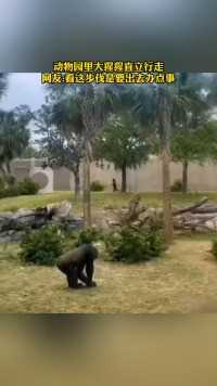 动物园里大猩猩直立行走
网友:看这步伐是要出去办点事