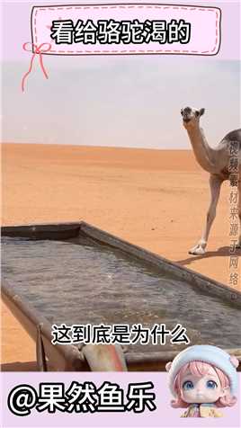 城市加油，沙漠加水，看给骆驼渴的