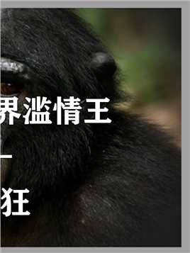 渣渣倭黑猩猩有多滥情，多夫多妻制还不够，竟还有这种特殊习性