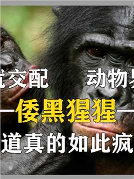 “妈宝男”倭黑猩猩，媳妇全靠母亲选，交配也得母亲给放哨