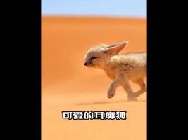 世界上最小的狐狸
