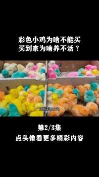 彩色小鸡为啥不能买？买到家为啥养不活？他们到底从何而来？#彩色小鸡#染色小鸡#小鸡#动物#涨知识#科普 (2)