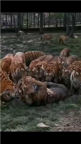 老虎混战。