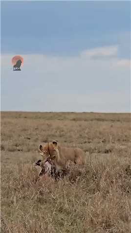 母狮怒怼长颈鹿。